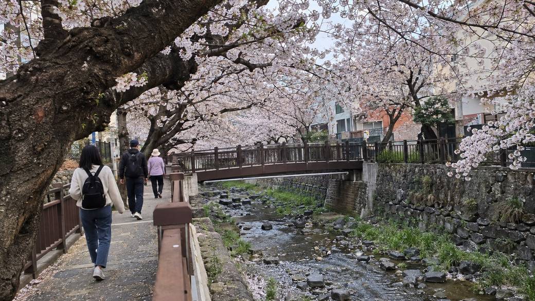 Cherry trees in full bloom arching over the Yeojwacheon stream in Jinhae, a small footbridge and walkers, early April morning